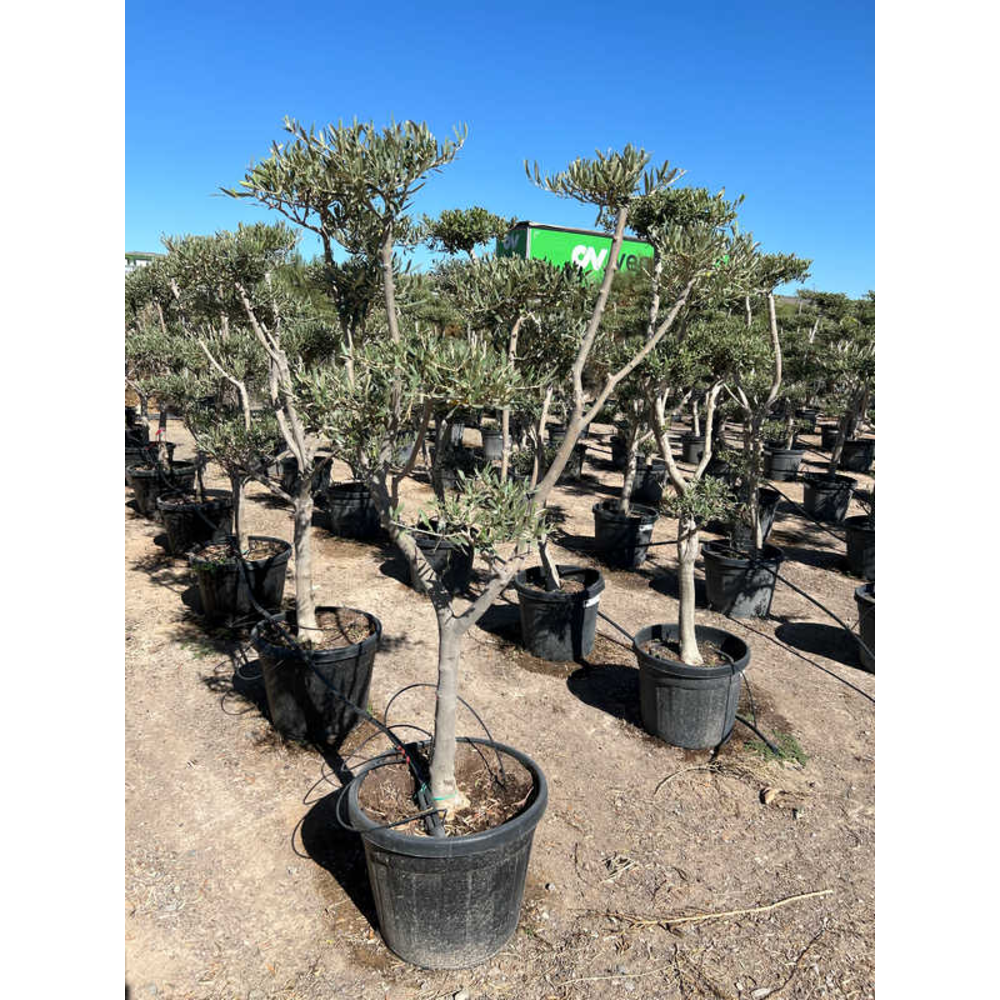 Olea Europaea pon pon.