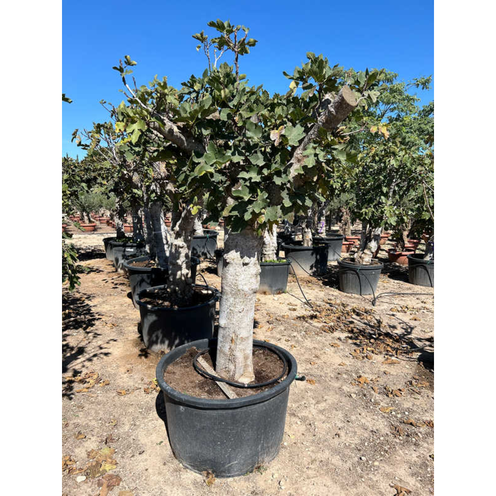 Ficus Carica.