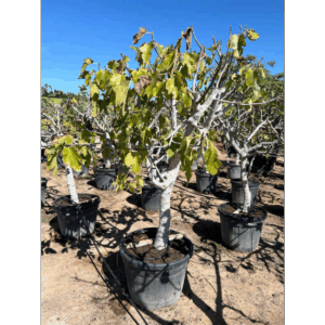 Ficus Carica.