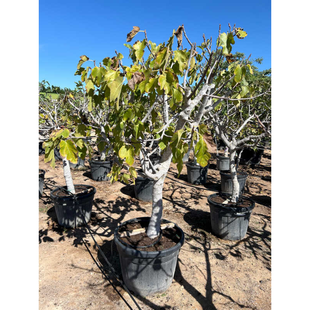 Ficus Carica.