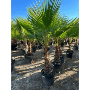 Washingtonia.