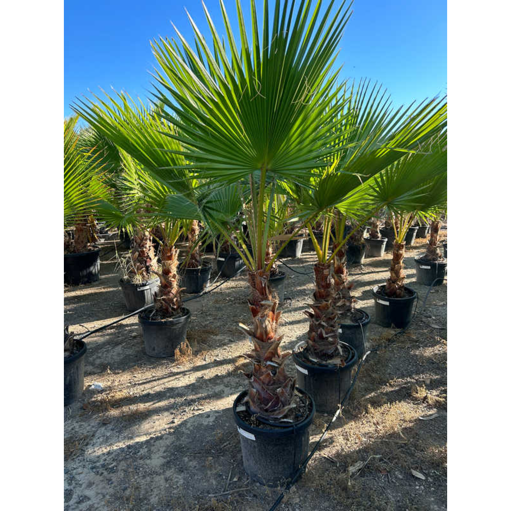Washingtonia.