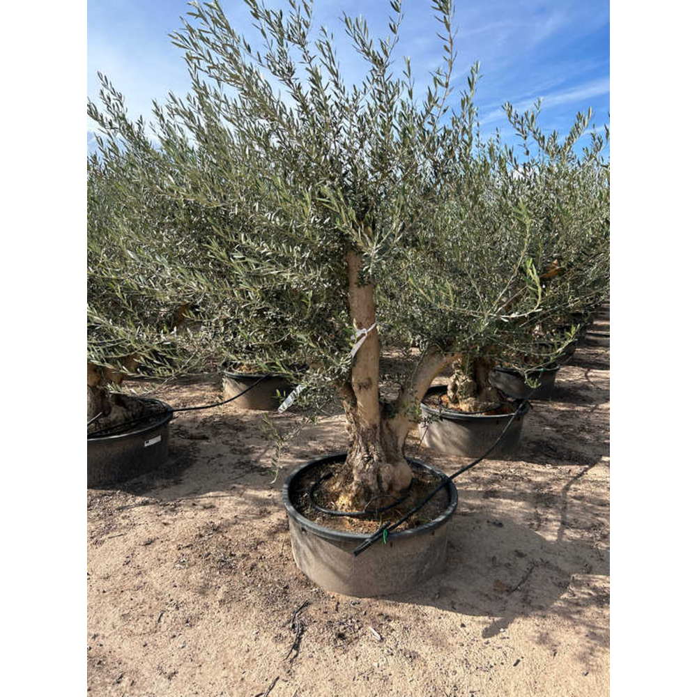 Olea Europaea.