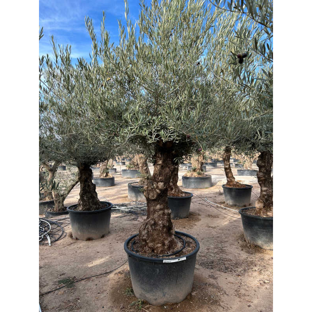Olea Europaea.