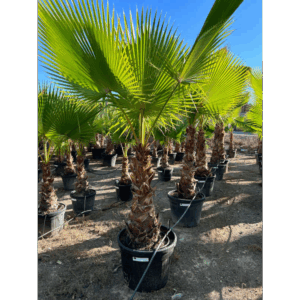 Washingtonia.