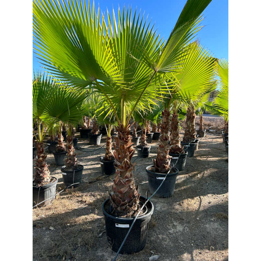 Washingtonia.