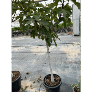 Ficus Carica small.