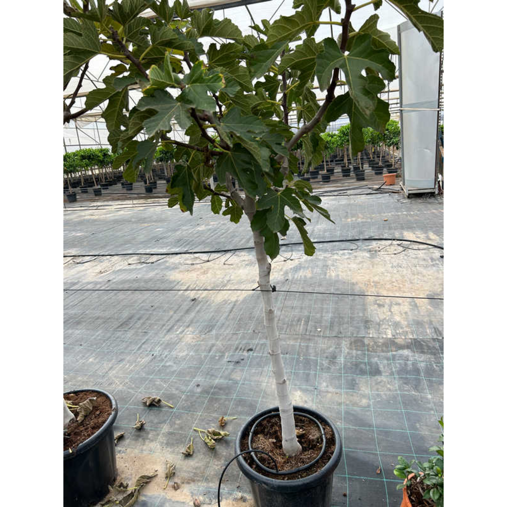 Ficus Carica small.