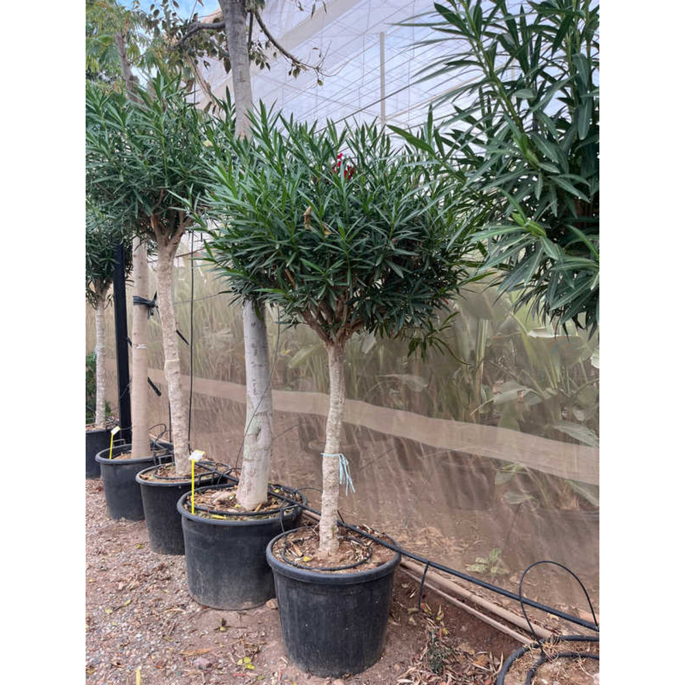 Nerium Oleander.