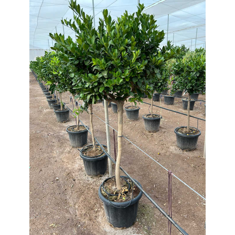 Citrus Persia.