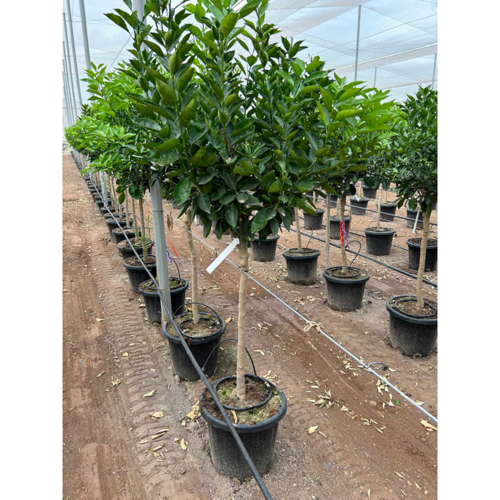 Citrus Sinensis.