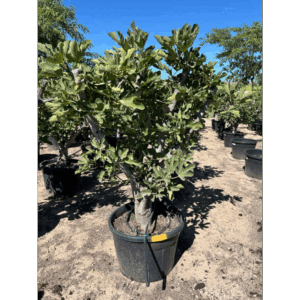 Ficus Carica.