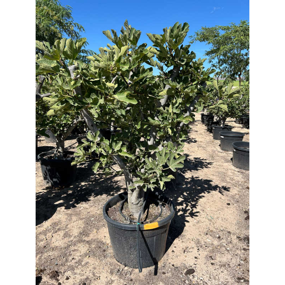 Ficus Carica.