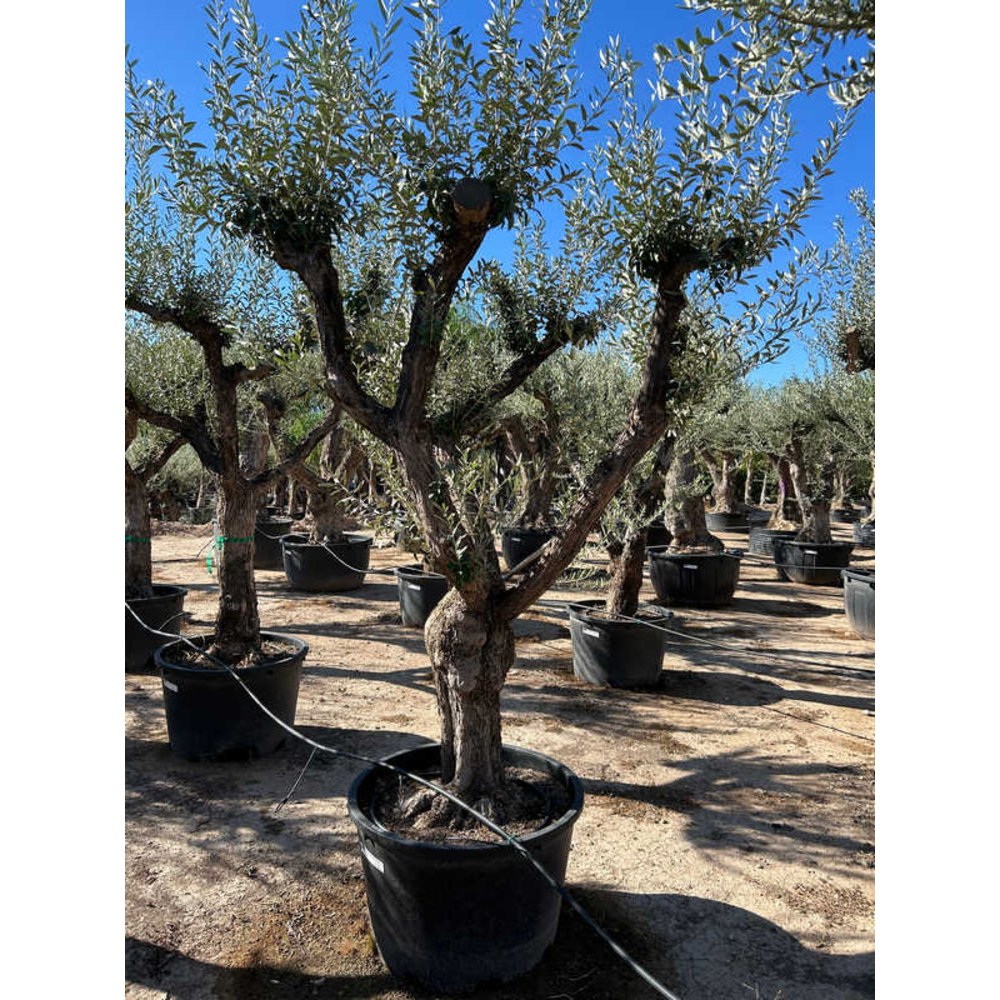 Olea Europaea.