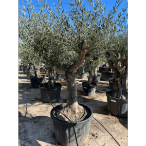 Olea Europaea.