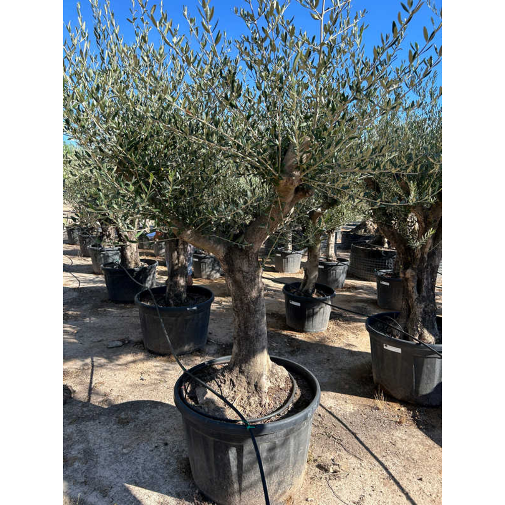 Olea Europaea.