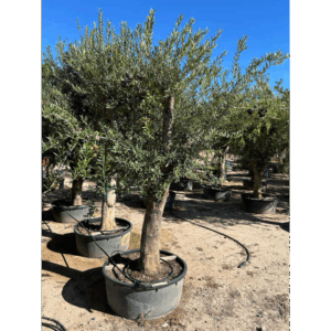 Olea Europaea.