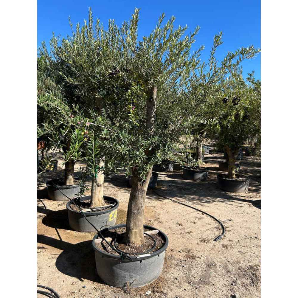 Olea Europaea.