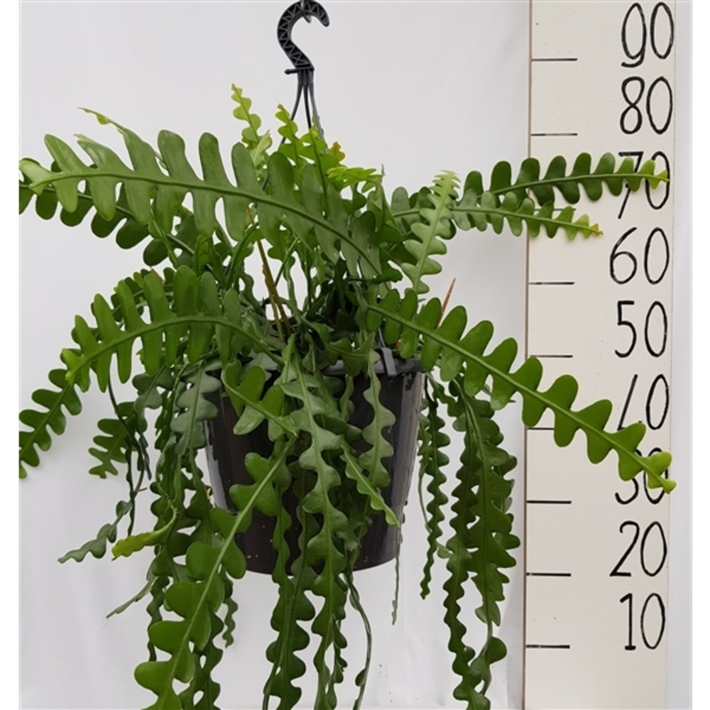 Epiphyllum anguliger.