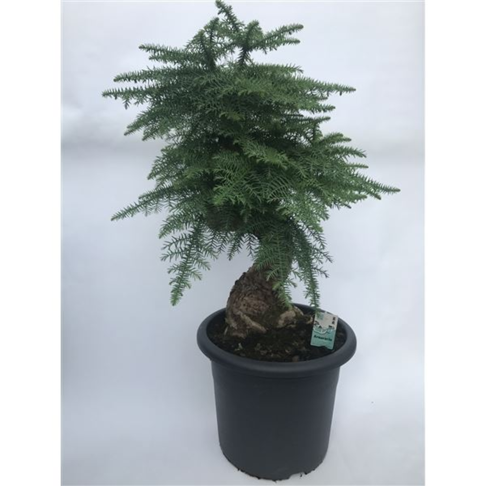 Araucaria Cunninghammii Bonsai 40 cm in sierpot.