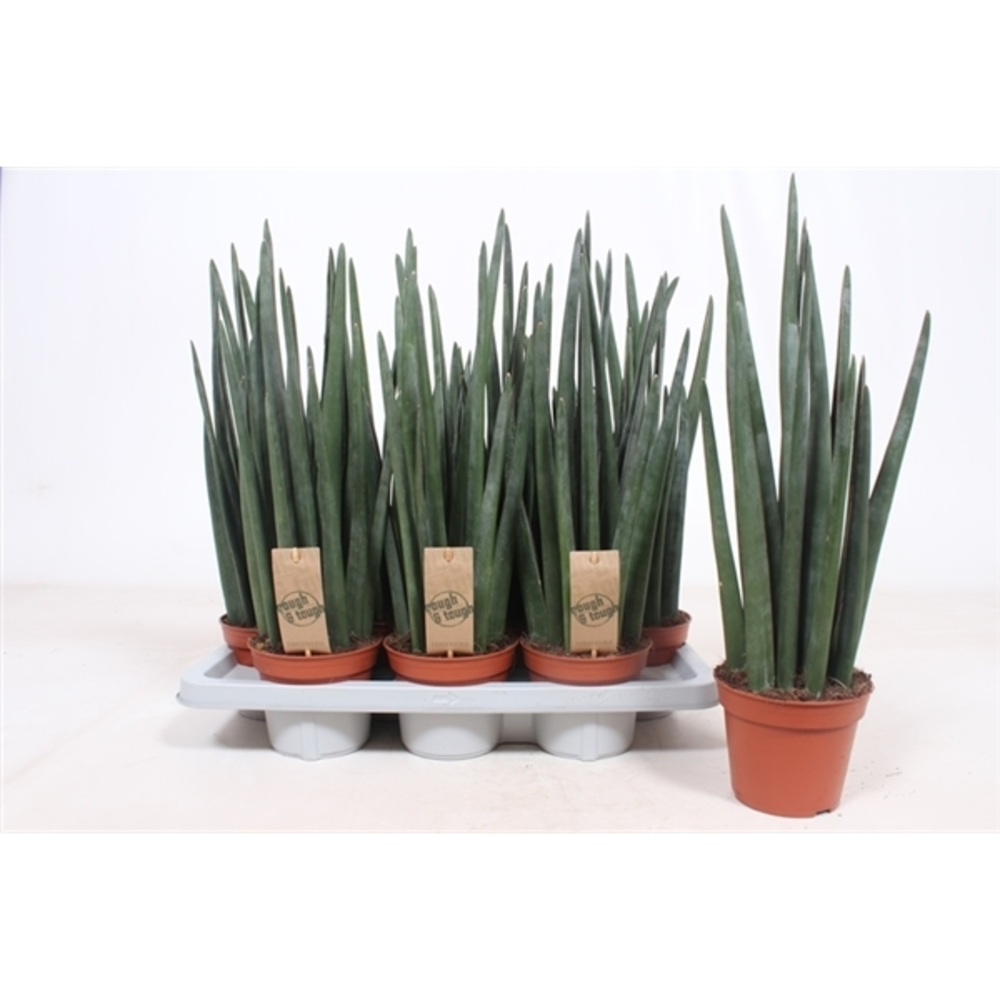 Sansevieria Cyl several.