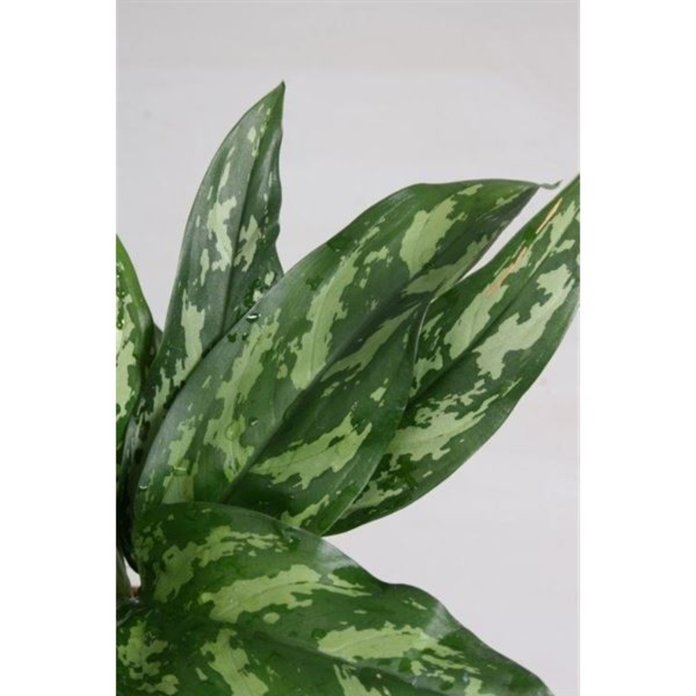 Aglaonema Maria.