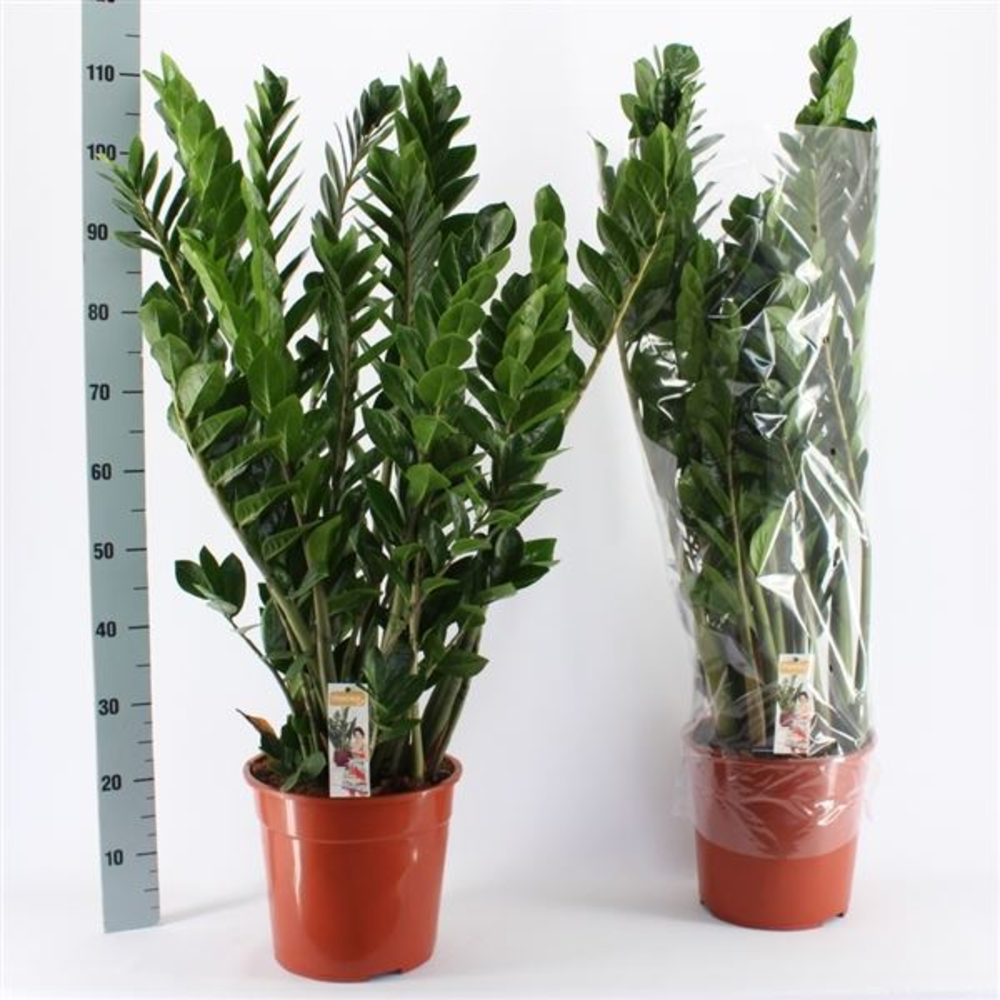 Zamioculcas Zamiifolia.