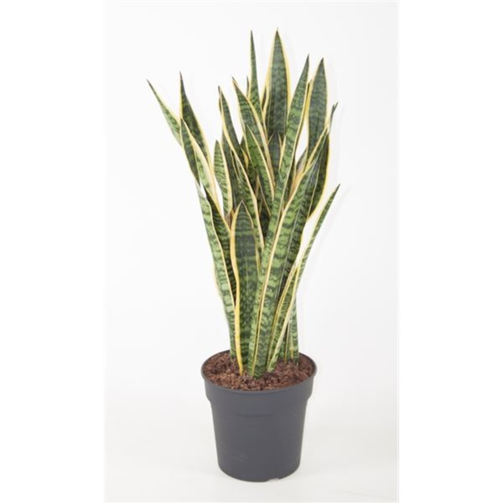Sansevieria Laurentii.