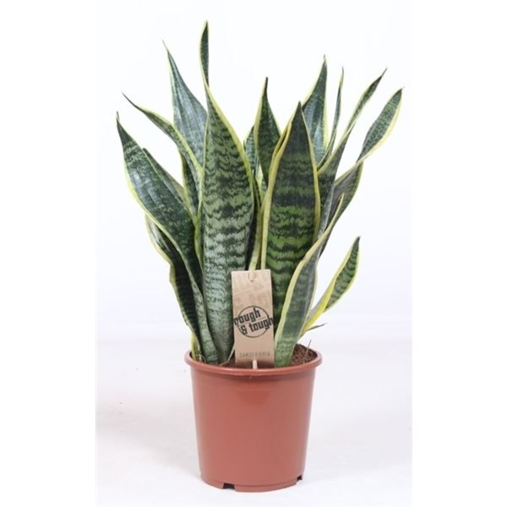 Sansevieria Futura Superba.