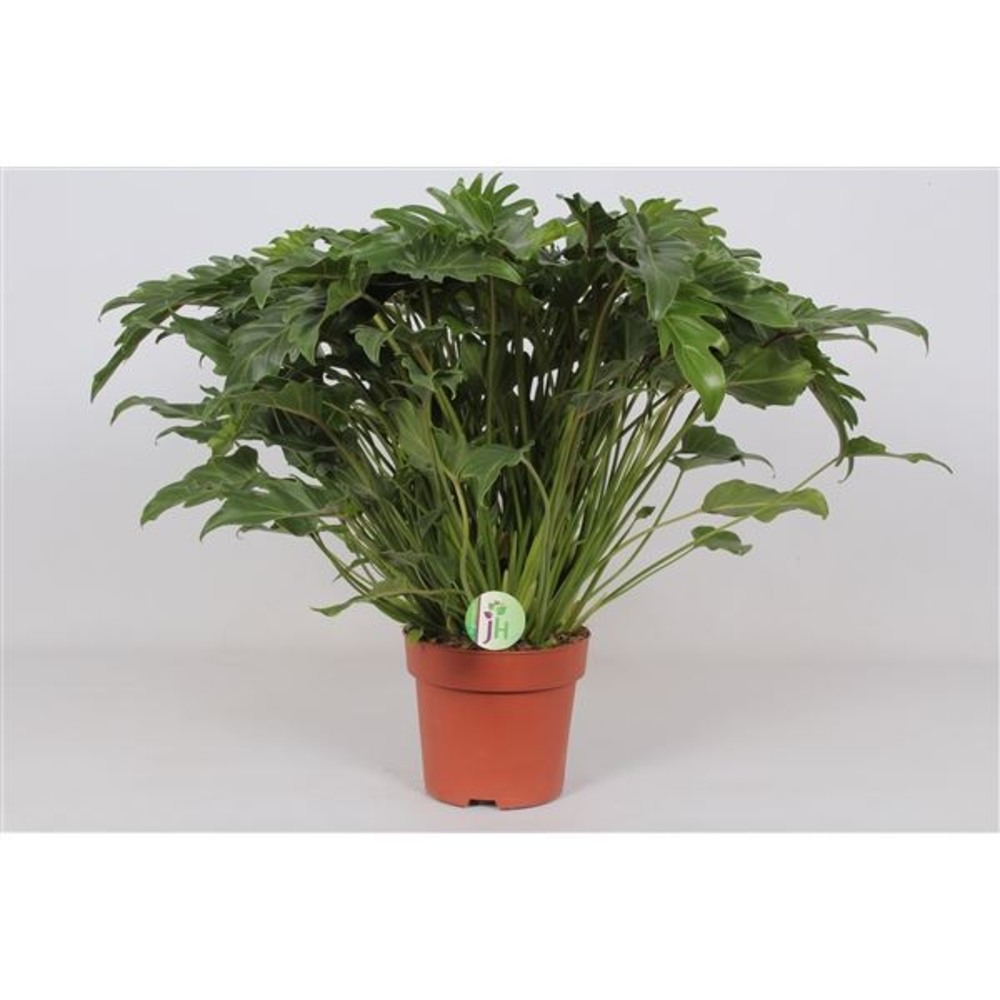 Philodendron Xanadu.