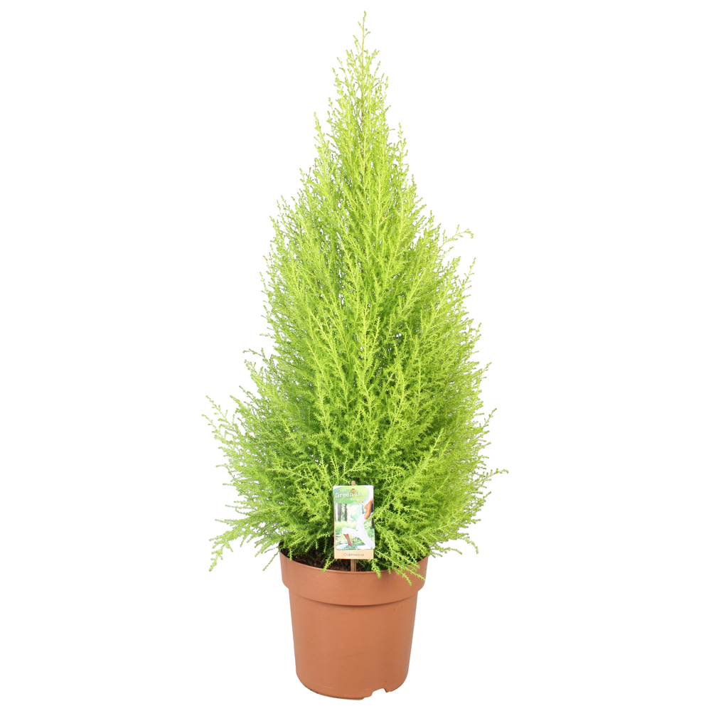Cupressus Goldcrest Wilma - hoogte 80-90.