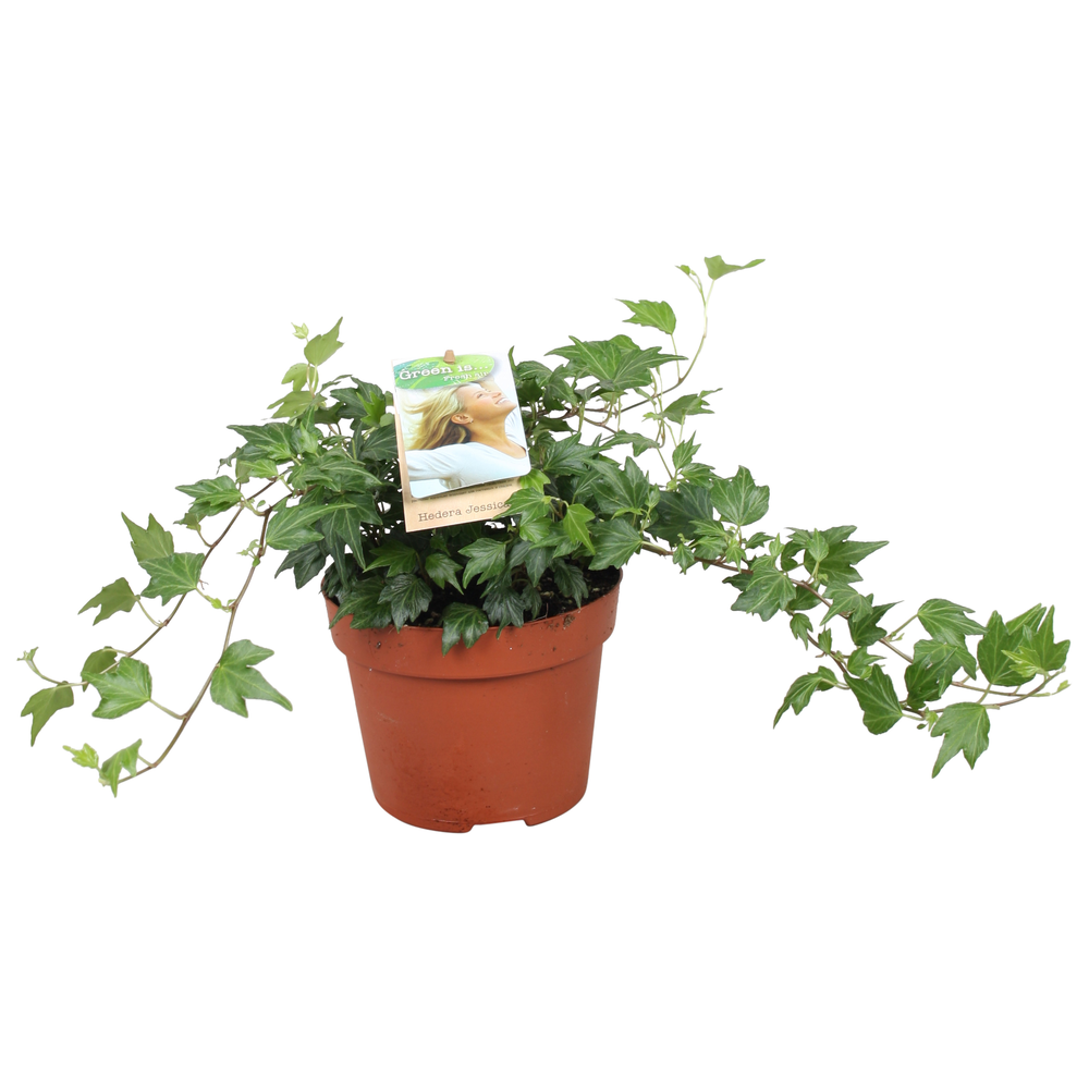 Hedera helix Jessica.