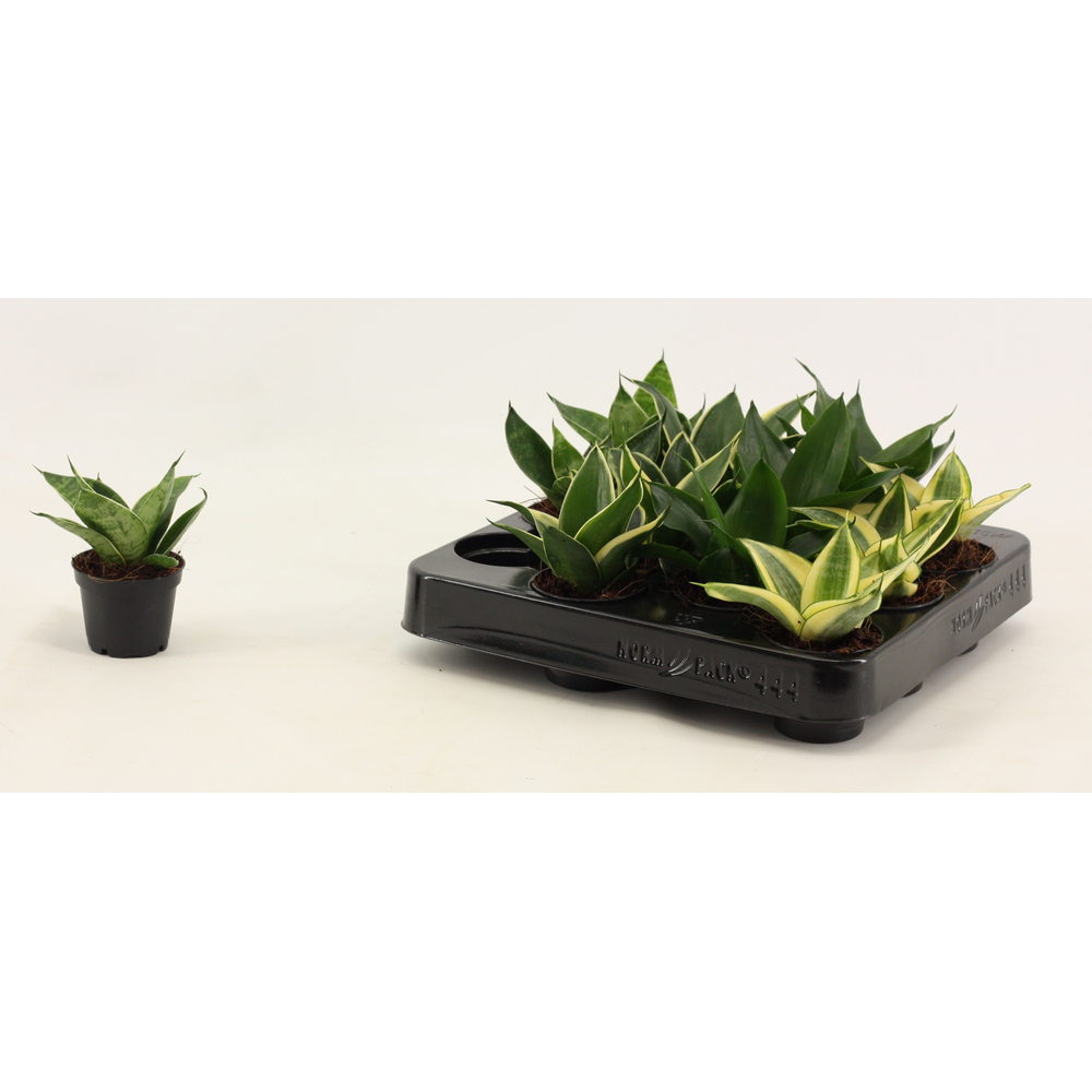 Sansevieria Hahnii 6 cm mix.