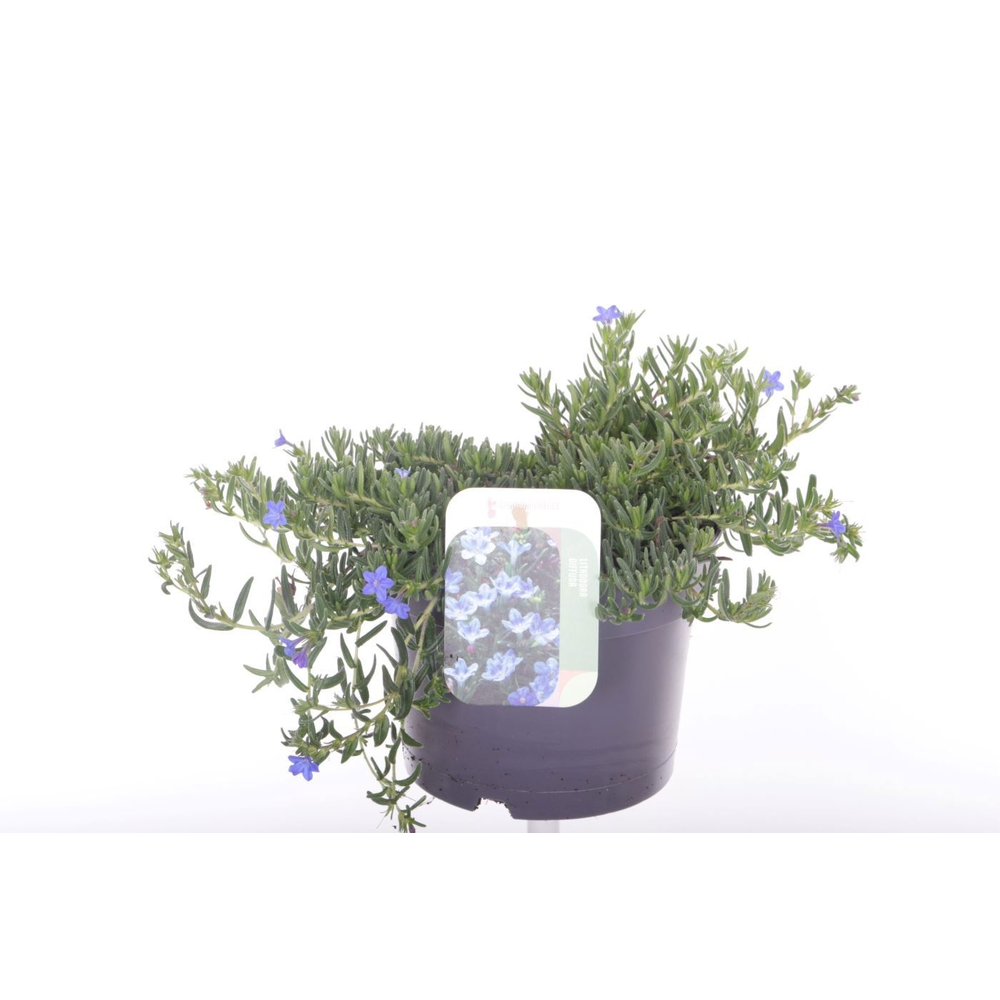 Lithodora diffusa Grace Ward.