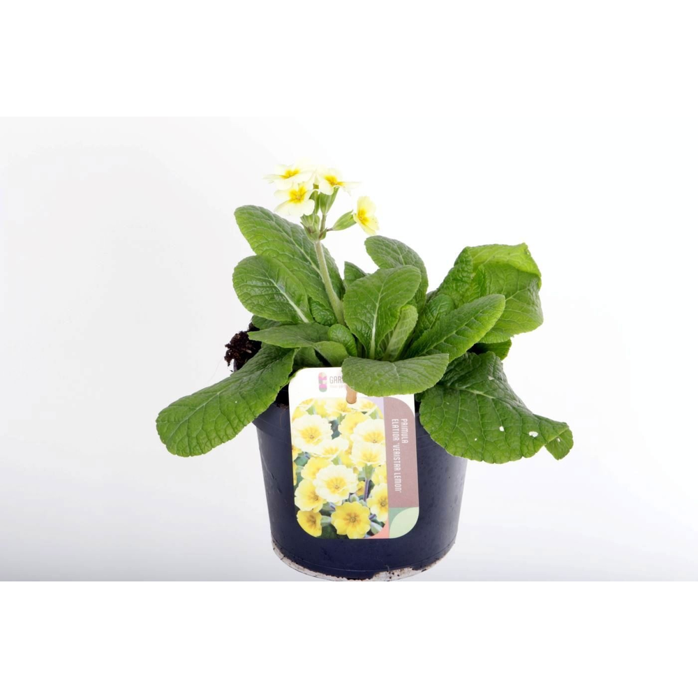 Primula elatior Veristar Lemon.