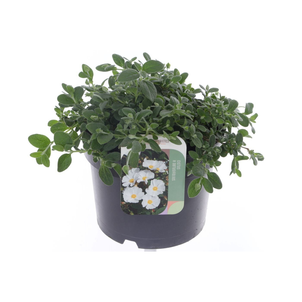 Cistus obtusifolius.