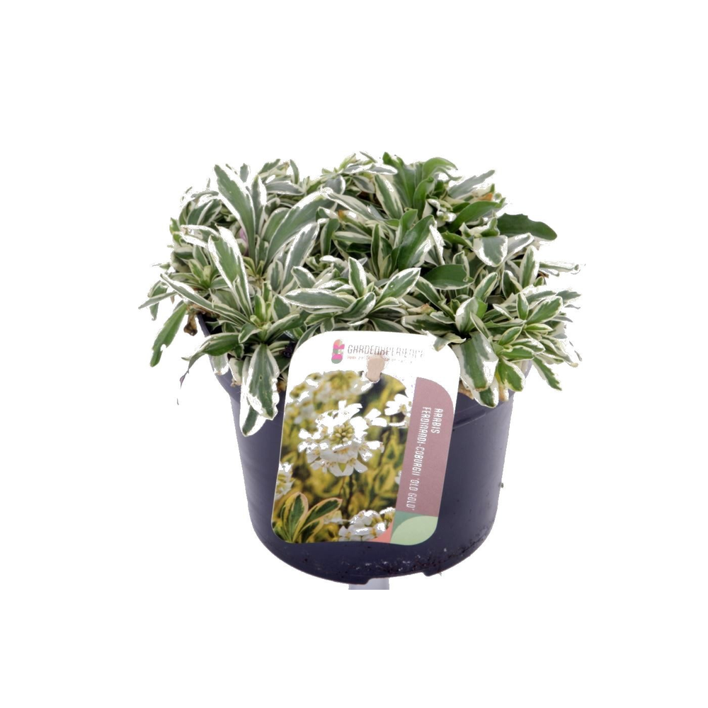 Arabis f-c Old Gold.