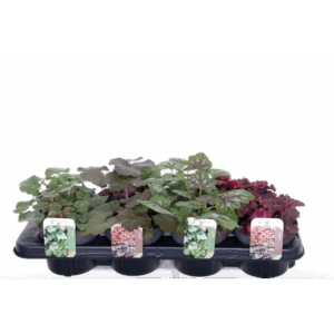 Heuchera mix.