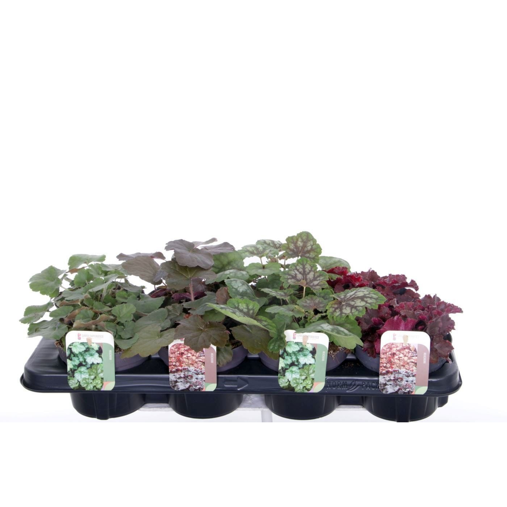 Heuchera mix.