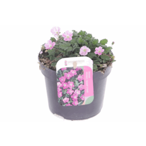 Elbrus terracotta Antik Choko Indoor.