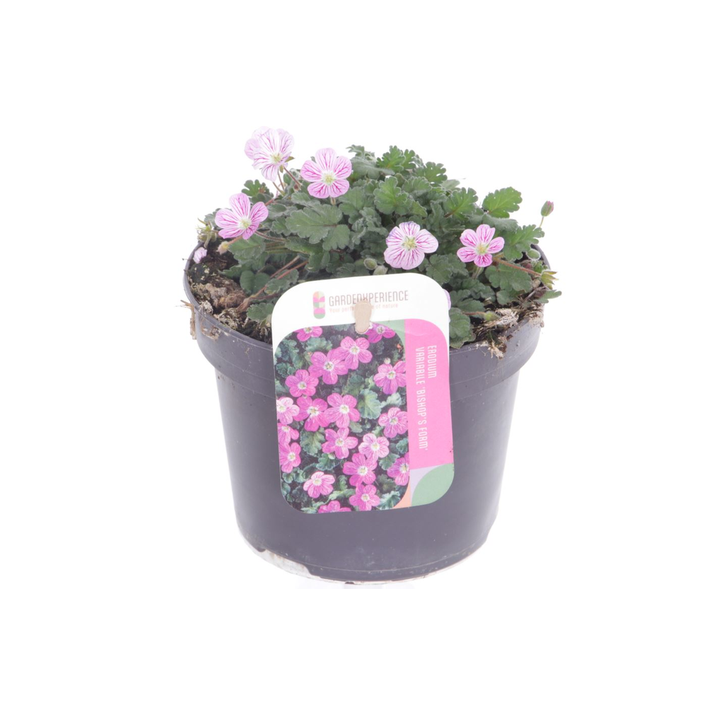 Elbrus terracotta Antik Choko Indoor.