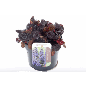 Ajuga reptans Black Scallop.