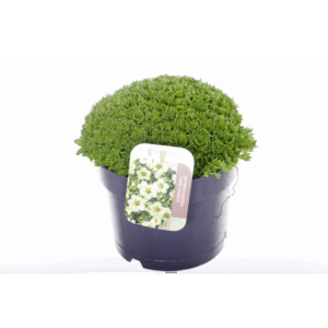 Saxifraga Touran Limegreen.
