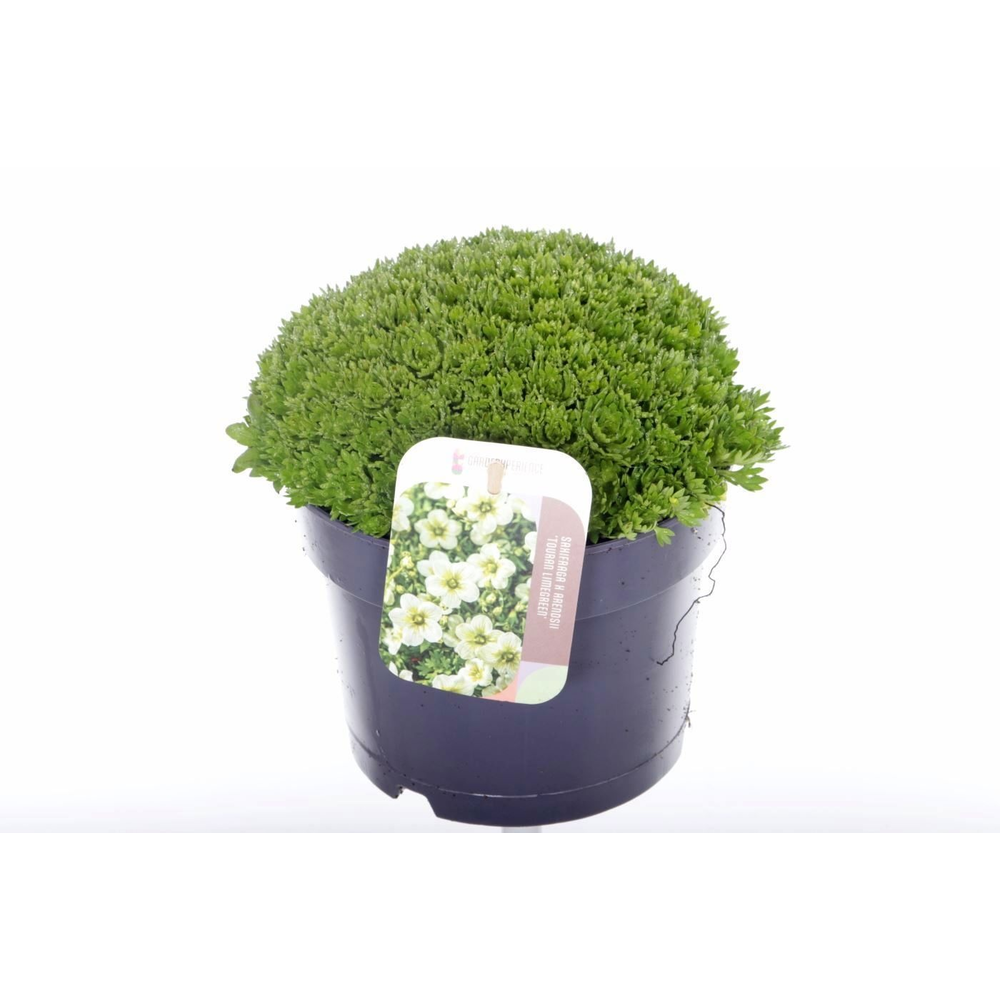 Saxifraga Touran Limegreen.