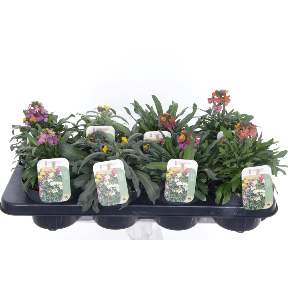 Erysimum linifolium mix.