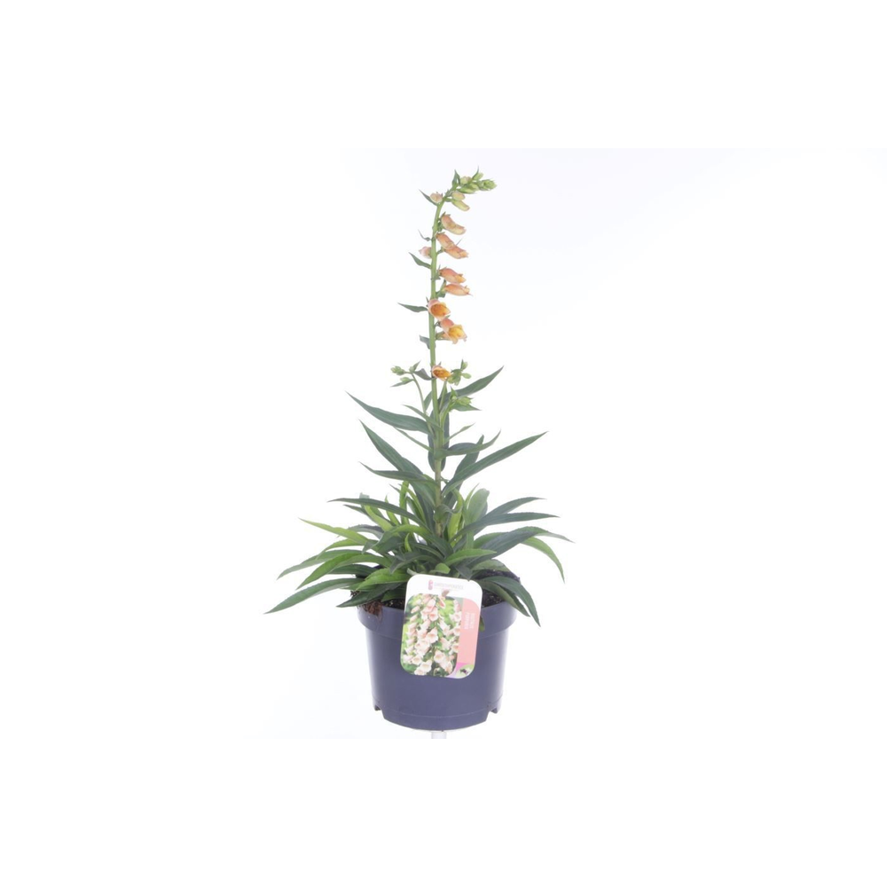 Digitalis Goldcrest.