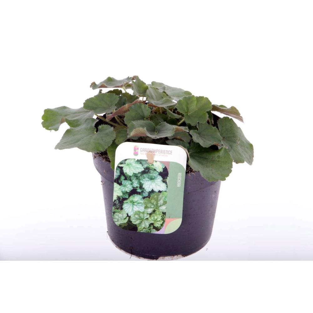 Heuchera sang. Coral Forest.