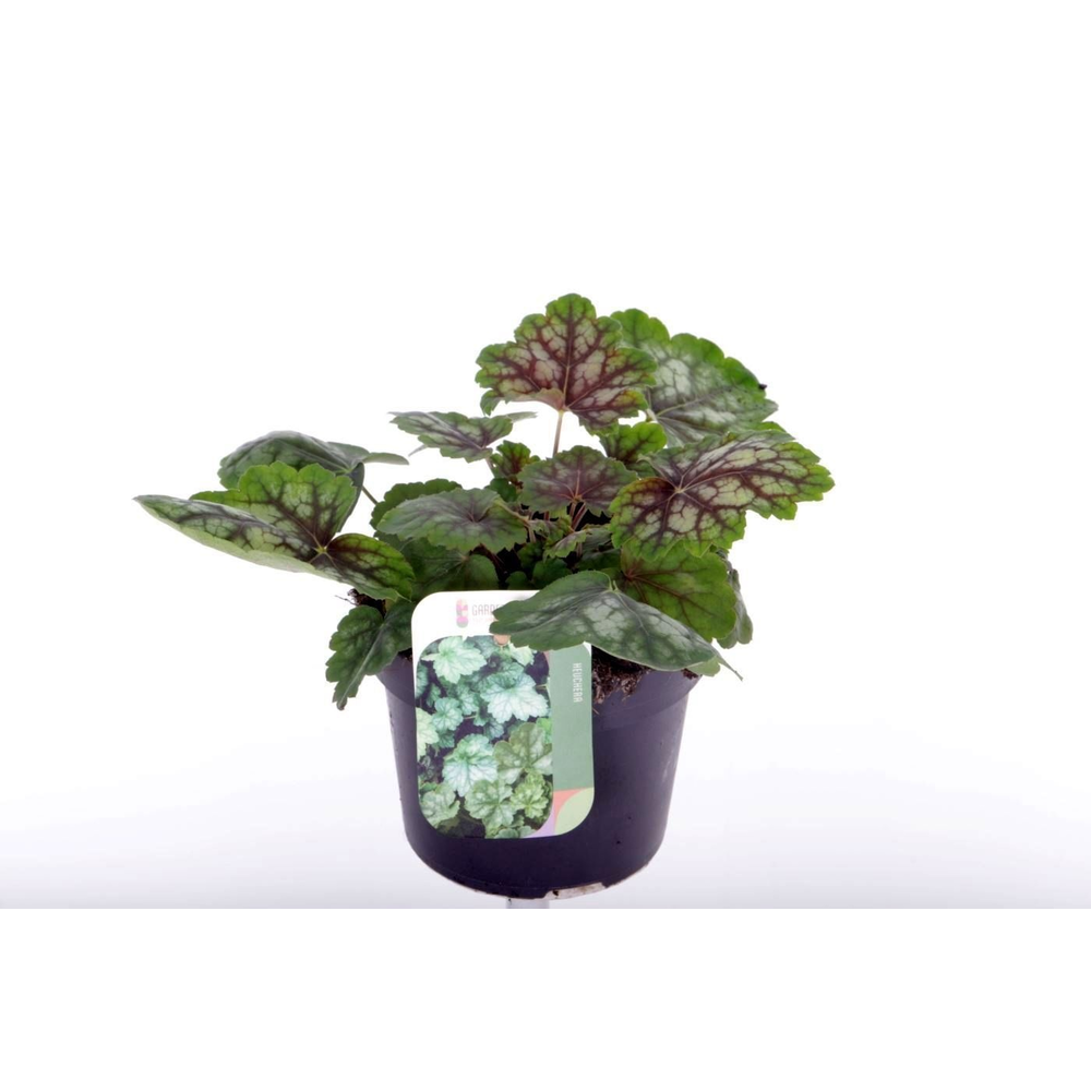 Heuchera amer. Marvelous Marble.