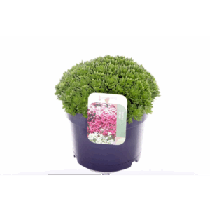 Saxifraga Alpino Early Picotee.