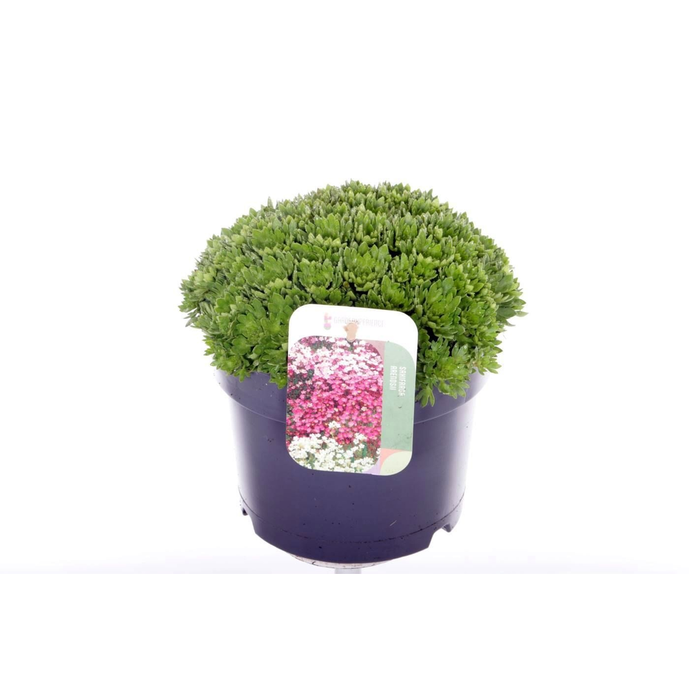 Saxifraga Alpino Early Picotee.